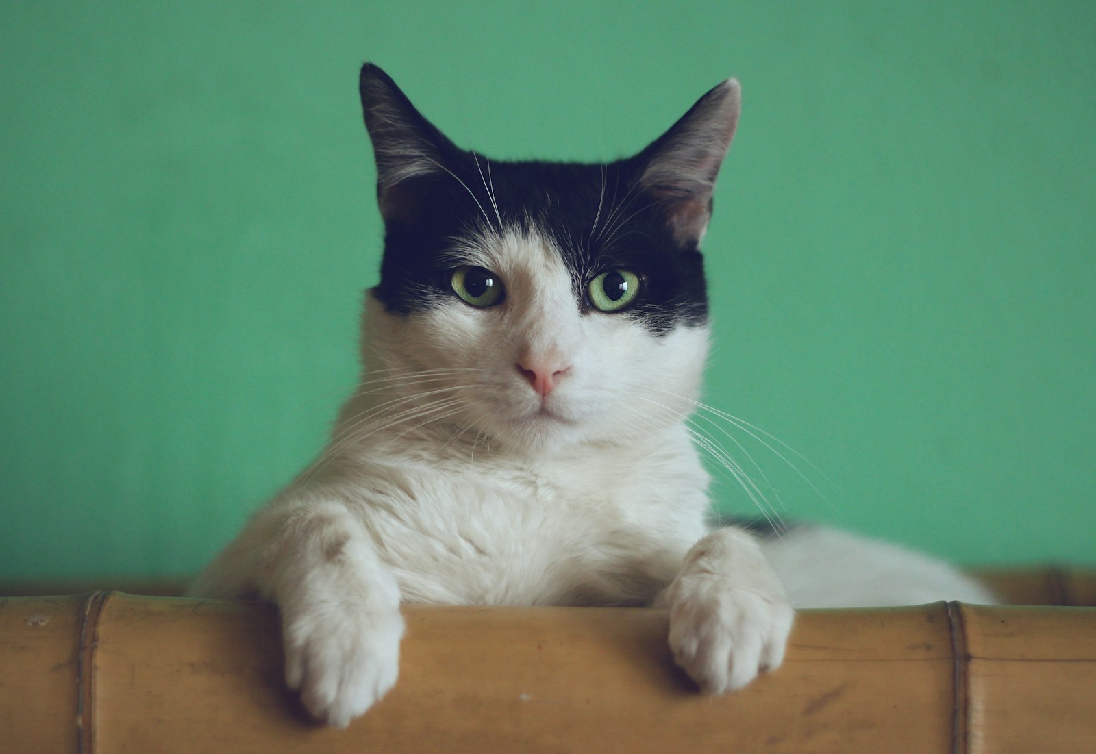 Whisker and Steam cat cafe concept: a green-eyed tabby cat